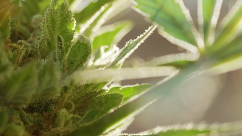ECU macro shot ripe marijuana bud showing trichomes/crystals, tilt up slowly