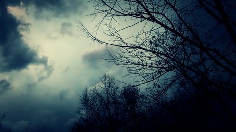 Leafless trees silhouetted and blowing in the wind. Storm sky.