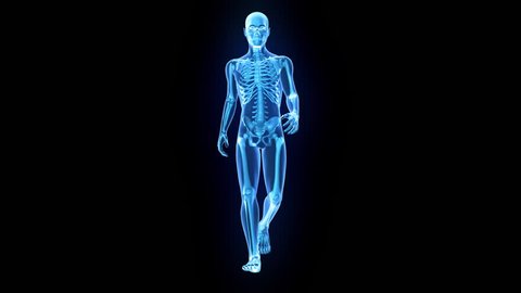 X-Ray of human 3D model walking with matte key included