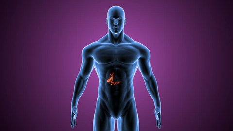 Human Gallbladder Anatomy Illustration.3D render