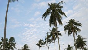 Coconut Palm Plantation Trees Against the Blue Sky with White Clouds. HD Slowmotion. Thailand.