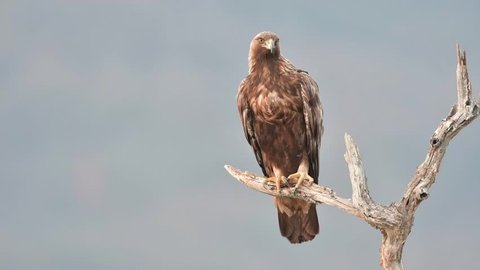 Golden eagle sitting on a branch, looking for prey