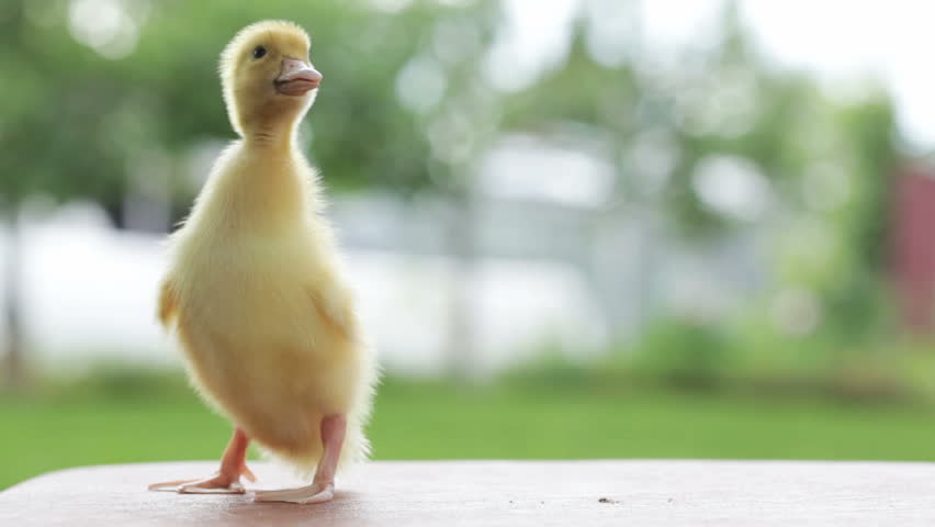 one yellow duckling quacking, walking on the table and flittering