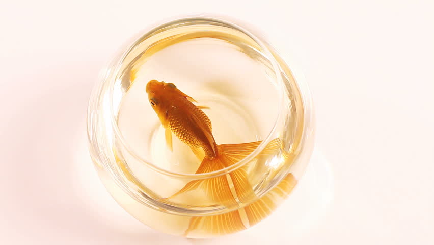 goldfish in fish bowl in top-up view HD studio video