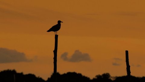 Seagull perched on piling silhouetted against sky