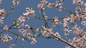 Prunus persica spring flowers on branches close-up 4K 2160p 30fps UltraHD footage - Deciduous peach tree against blue sky 3840X2160 UHD video