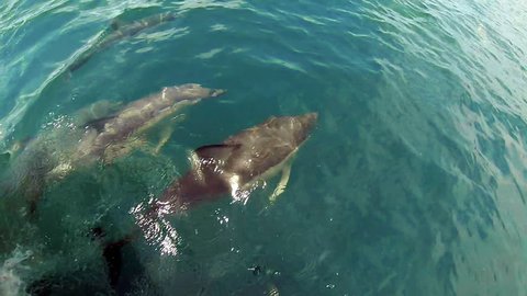 New Zealand dolphins playing in bow wave. GoPro footage of a pod of Common Dolphins swimming and playing and bumping each other, filmed in the Bay of Islands, New Zealand. Slow motion (half-speed).