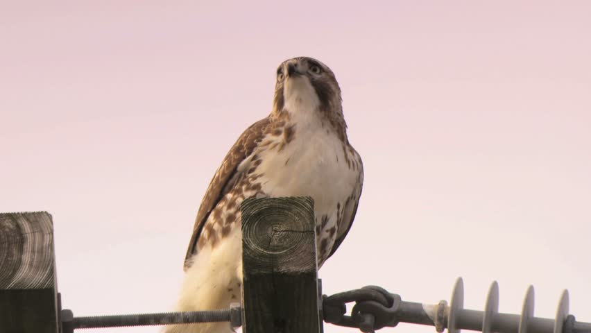 Red tail hawk on power pole