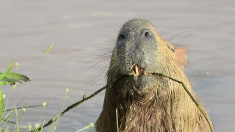 Capybara swimming in the water and eating grass on the shore of the lake.