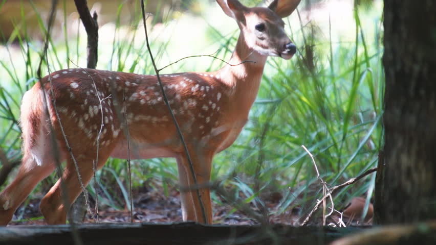 Whitetail Deer fawn, slow motion, 1/2 natural speed