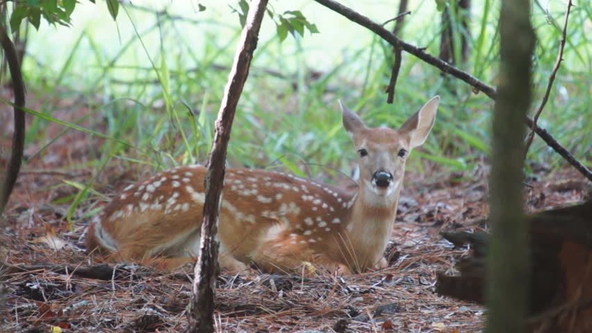 Whitetail Deer fawn, slow motion, 1/2 natural speed