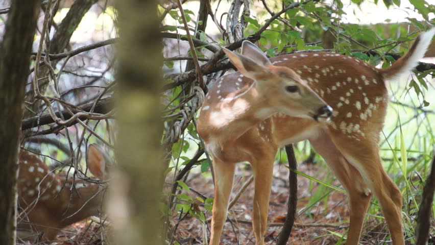 Whitetail Deer fawn, slow motion,1/2 natural speed