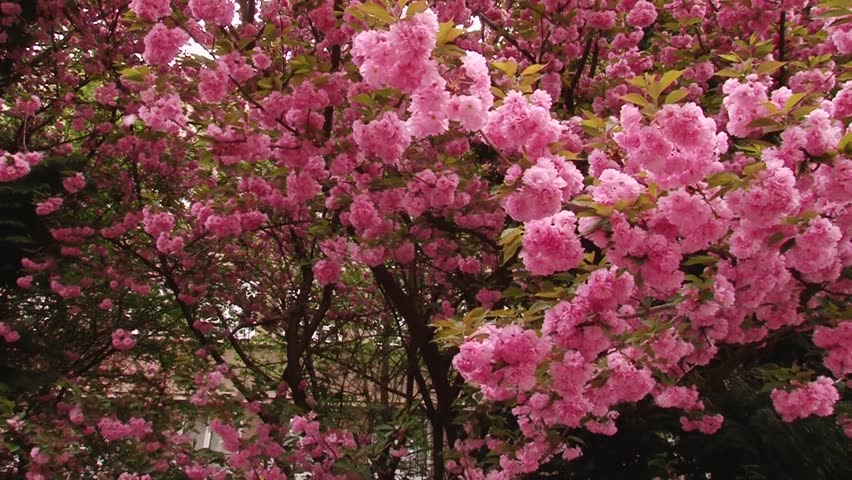 Japanese Sakura blooming tree. Pink lush leaves and stems.