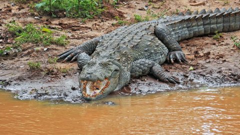 Large wild Mugger Crocodile Crocodylus Palustris opens mouth and shows big teeth in wild nature of Yala national park, Sri Lanka. Adult marsh crocodile on water edge of muddy river