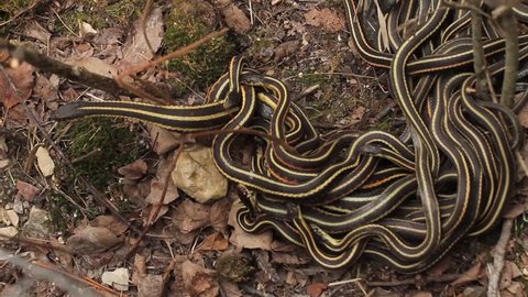 Group of red sided garter snake Thamnophis sirtalis parietalis mating in Narcisse, Manitoba, Canada.