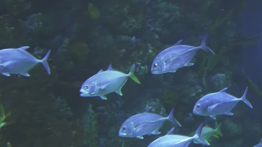 Thunnus in the saltwater aquarium stock footage video | Shutterstock HD Video #25366514
