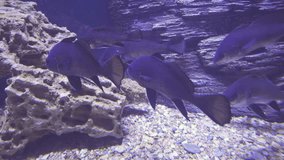 Black drum in the saltwater aquarium stock footage video