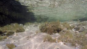 Underwater scene of a small fishes on shallow waters. Fishes at the right side of the scene. Video made in the Mediterranean Sea in Sicily, Italy.

