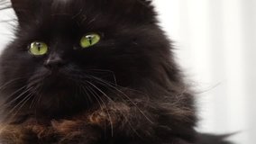 Black cat close up and sunlight