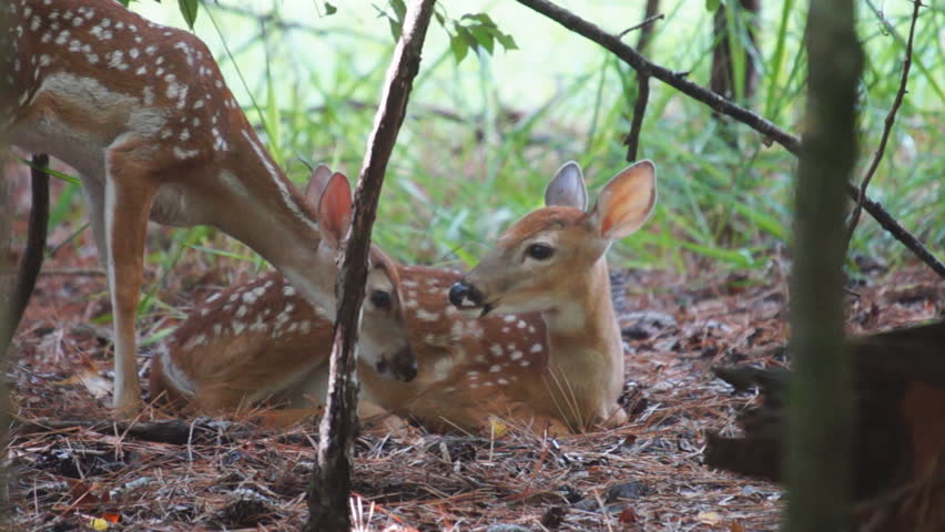 Whitetail Deer Fawns, Slow motion, 1/2 natural speed