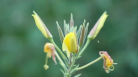Timelapse of yellow flower  Arkivvideo