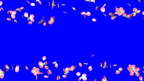 Cherry Blossoms On Blue Background の動画素材 ロイヤリティフリー Shutterstock