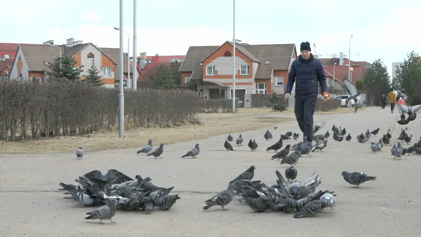 Man aged 40s feeding flock of pigeons and sparrows in park in spring
