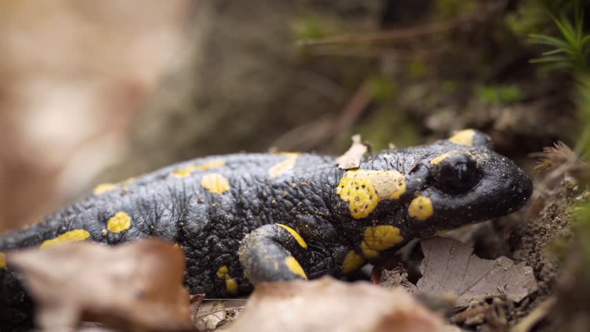 Yellow spotted salamander in the forest