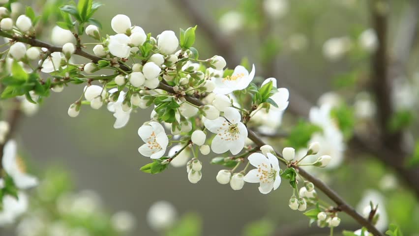 Flowering Apple Tree Blossom Trees Stock Footage Video 100 Royalty Free Shutterstock