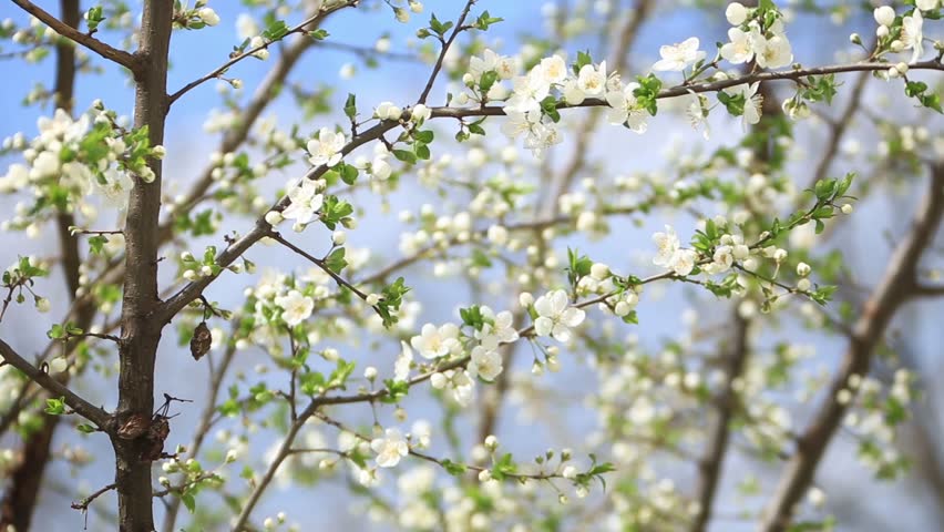 Flowering Apple Tree Blossom Trees Stock Footage Video 100 Royalty Free Shutterstock
