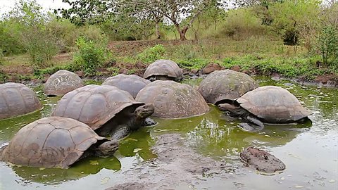 A Group of Galapagos Giant Tortoises (Geochelone nigra) Wallow in the Mud in the Galapagos Islands. These are wild tortoises on Santa Cruz Island (Galapagos).