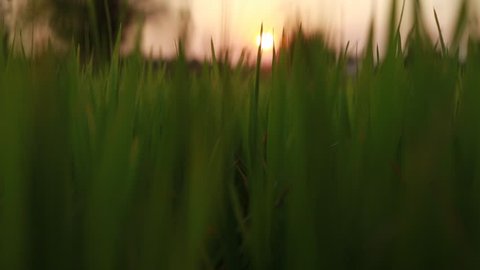 Blurred Grass Background With Water Drops. HD Shot With Motorized Slider.