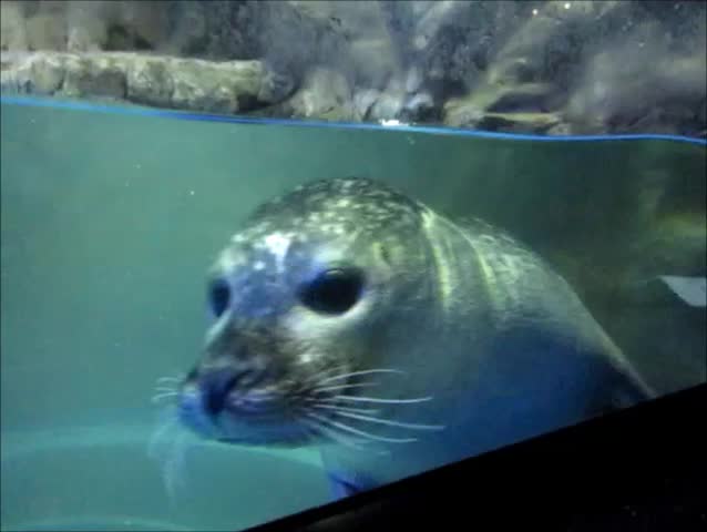 Pinniped or Seal in the aquarium.