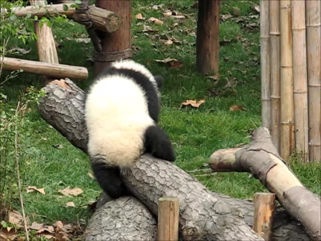 A litte giant panda in the breeding center.