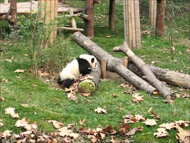 A litte giant panda in the breeding center.