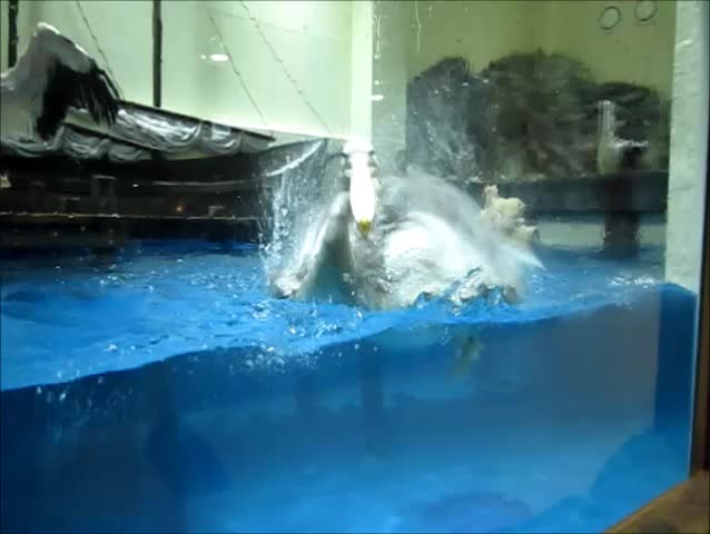 Spot-billed pelican in the aquarium.