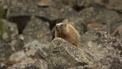 Yellow-bellied Marmot on rocks in Yellowstone 