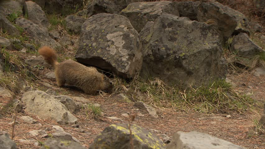 Yellow-bellied Marmot on rocks in Yellowstone 