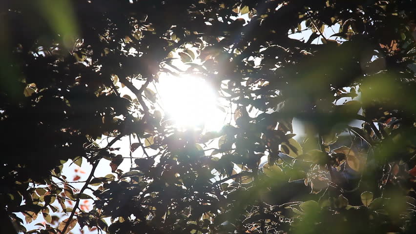 Sunlight between leaves in crowns of trees