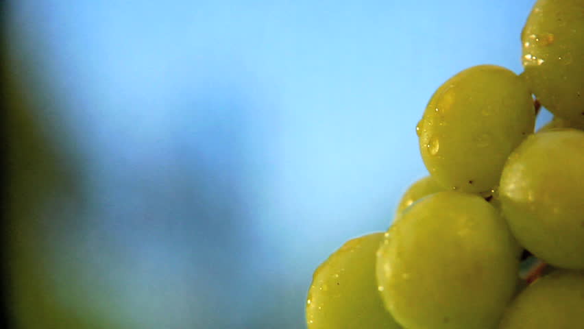 Green seedless grapes on the vine