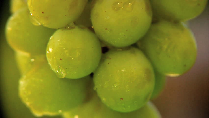 Man picking a green grape from vine