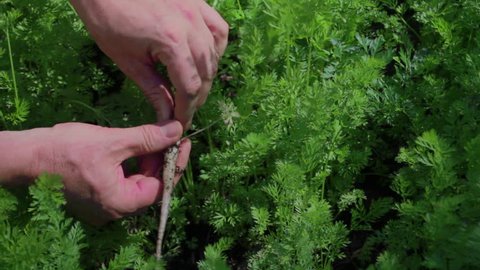 Gardener thins carrot plants