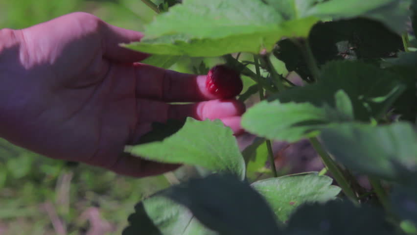 Woman picks strawberry in garden