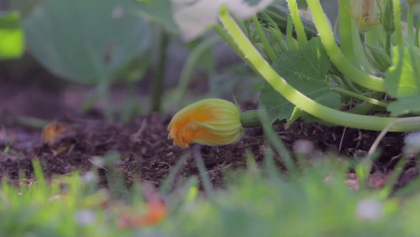 Gardener picks zucchini squash blossom
