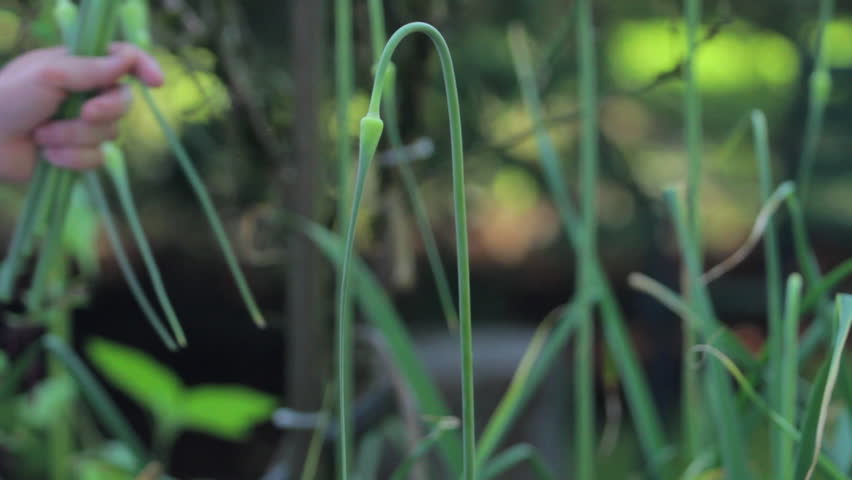Gardener harvests garlic shoots