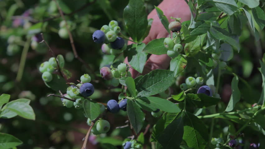 Man picks ripe blueberries from bush