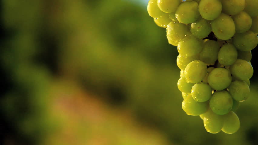Green seedless grapes on the vine