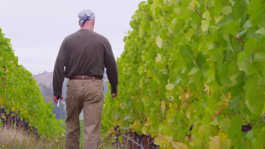 winemaker walks vineyard checking grapes