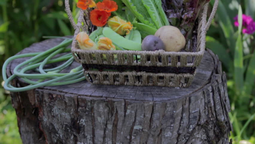 Pan up to basket of harvested vegetables
