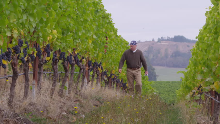 winemaker checks grape sugar level in vineyard
